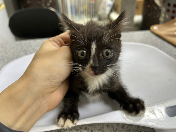 광주동물보호센터_429363202500879